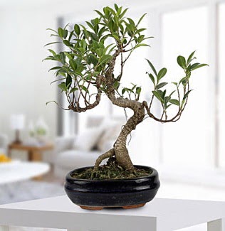 Gorgeous Ficus S shaped japon bonsai  Ankara Ku�ca��z Mahallesi hediye �i�ek yolla 