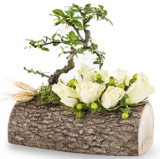 Do�al k�t�kte bonsai a�ac� ve 7 beyaz g�l  Ankara Sanatoryum �i�ek ma�azas� 