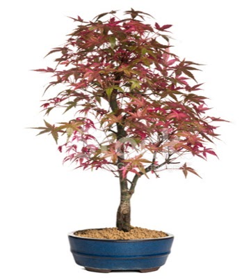 Ak�aa�a� bonsai s�per bonsai a�ac�  Ankara Ayval� Mahallesi �i�ek g�nderme sitemiz g�venlidir 