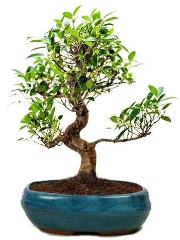 25 cm ile 30 cm aral���nda Ficus S bonsai  Ankara Sanatoryum �i�ek ma�azas� 