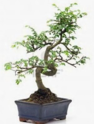 S g�vde bonsai minyat�r a�a� japon a�ac�  Ankara P�narba�� Mahallesi sevgilime hediye �i�ek 