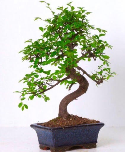 S g�vdeli bonsai minyat�r a�a� japon a�ac�  Ankara Sanatoryum �i�ek ma�azas� 