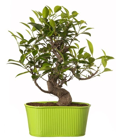Ficus S g�vdeli muhte�em bonsai  Ankara Ufuktepe Mahallesi yurti�i �i�ek sipari�i 