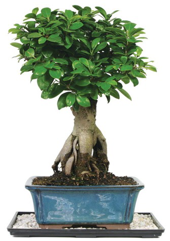 Bonsai Ginsing Grafted Ficus Bonsai  Ankara Emrah Mahallesi �i�ek g�nderme 