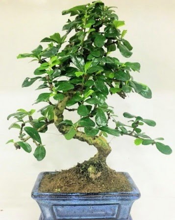 Zelkova S g�vdeli Minyat�r a�a� Bonzai  Ankara Esertepe Mahallesi cicek