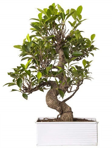 Exotic Green S G�vde 6 Year Ficus Bonsai  Ankara Sanatoryum �i�ek ma�azas� 
