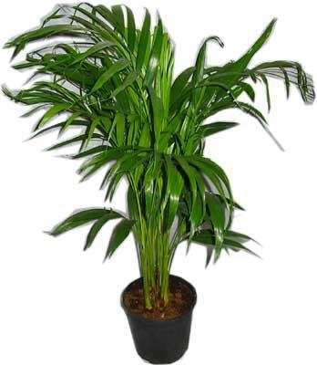  Ankara Bas�nevleri Mahallesi �i�ek sipari�i  Areca palm  
