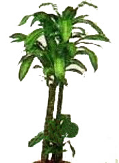 Ankara 19 May�s Mahallesi ucuz �i�ek g�nder  Dracaena massengena