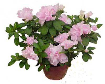  Ankara Bas�nevleri Mahallesi �i�ek sipari�i  Rhodendron latince A�elya 