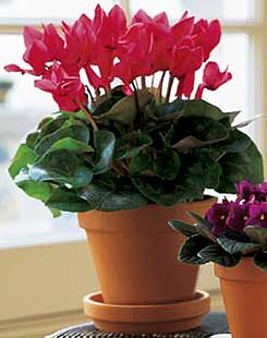  Ankara �ncirli Mahallesi �i�ek yolla  Cyclamen 