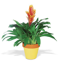  Ankara Y�kseltepe Mah �i�ek g�nderme  Exotic Bromeliad ithal saksi