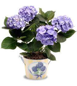  Ankara Kalaba �i�ek�i  Hydrangea Plant ortanca