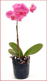  Ankara 23 Nisan Mahallesi �i�ek�i ma�azas�  Phalaenopsis Orchid Plant