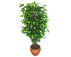 Ficus Benjamin 1,50 cm   Ankara Kalaba �i�ek�i 