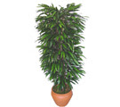  Ankara Ufuktepe Mahallesi yurti�i �i�ek sipari�i  �zel Mango 1,75 cm y�ksekliginde