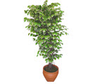 Ficus �zel Starlight 1,75 cm   Ankara Ayval� Mahallesi �i�ek g�nderme sitemiz g�venlidir 