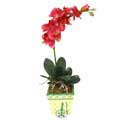 Yapay Phalonepsis Pembe   Ankara Ba�lum �i�ek sipari�i sitesi 