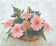gerbera �i�eklerinde sepet   Ankara Emrah Mahallesi �i�ek g�nderme 