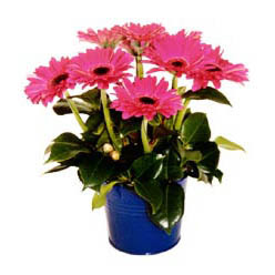 vazo i�erisinde gerbera �i�ekleri   Ankara Aktepe �nternetten �i�ek sipari�i 