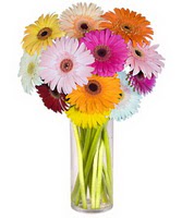  Ankara Ovac�k Mahallesi �i�ek sipari�i vermek  Farkli renklerde 15 adet gerbera �i�egi