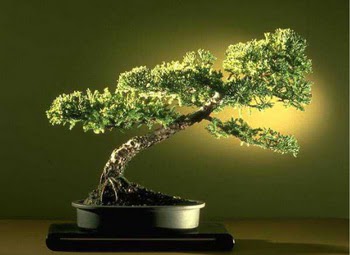 ithal bonsai saksi �i�egi  Ankara Hisar Mahallesi online �i�ek�i 