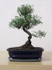 ithal bonsai saksi �i�egi  Ankara Yayla Mahallesi �i�ek yolla 