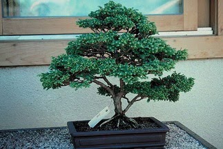 ithal bonsai saksi �i�egi  Ankara Ufuktepe online �i�ek g�nderme