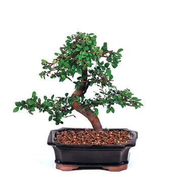 ithal bonsai saksi �i�egi  Ankara Yayla Mahallesi �i�ek yolla 