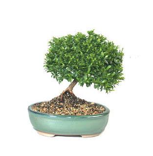 ithal bonsai saksi �i�egi  Ankara �ncirli Mahallesi �i�ek yolla 