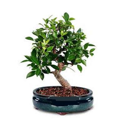 ithal bonsai saksi �i�egi  Ankara Ufuktepe Mahallesi yurti�i �i�ek sipari�i 