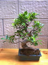 ithal bonsai saksi �i�egi  Ankara Emrah Mahallesi internetten �i�ek sat��� 