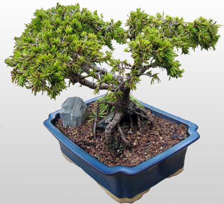 ithal bonsai saksi �i�egi  Ankara Hisar Mahallesi online �i�ek�i 