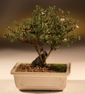 ithal bonsai saksi �i�egi  Ankara 23 Nisan Mahallesi �i�ek�i ma�azas� 