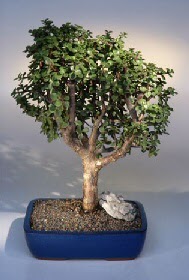 Ankara Esertepe Mahallesi cicek ithal bonsai saksi �i�egi  Ankara G��l�kaya Mahallesi kaliteli ucuz �i�ekler 