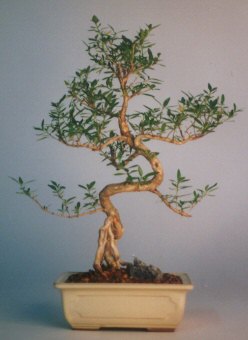  Ankara P�narba�� Mahallesi sevgilime hediye �i�ek  ithal bonsai saksi �i�egi  Ankara Yayla Mahallesi �i�ek yolla 