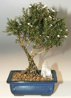  Ankara Etlik Mahallesi �i�ek servisi  ithal bonsai saksi �i�egi  Ankara Aktepe �nternetten �i�ek sipari�i 