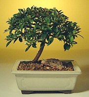  Ankara �efkat Mahallesi �i�ek online  ithal bonsai saksi �i�egi  Ankara Ayval� Mahallesi �i�ek g�nderme sitemiz g�venlidir 