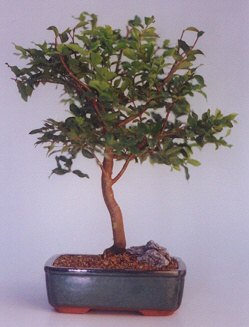  Ankara �efkat Mahallesi �i�ek online  ithal bonsai saksi �i�egi  Ankara Kalaba �i�ek�i 
