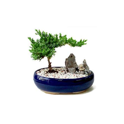 ithal bonsai saksi �i�egi  Ankara Esertepe Mahallesi cicek
