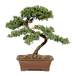 ithal bonsai saksi �i�egi  Ankara Sanatoryum �i�ek ma�azas� 