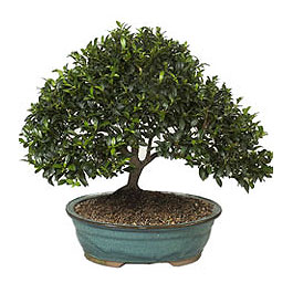  Ankara �efkat Mahallesi �i�ek online  ithal bonsai saksi �i�egi  Ankara Sanatoryum �i�ek ma�azas� 