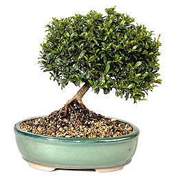  Ankara �ncirli Mahallesi �i�ek yolla  ithal bonsai saksi �i�egi  Ankara Emrah Mahallesi internetten �i�ek sat��� 