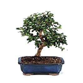  Ankara Y�kseltepe Mah �i�ek g�nderme  ithal bonsai saksi �i�egi  Ankara Ufuktepe online �i�ek g�nderme