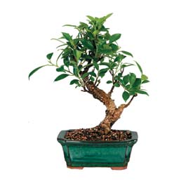 Ankara Ufuktepe Mahallesi yurti�i �i�ek sipari�i  ithal bonsai saksi �i�egi  Ankara Bas�nevleri �i�ek�i telefonlar� 