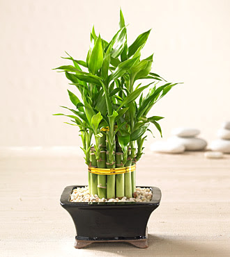 Lucky Bamboo saksi �i�egi  Ankara Kanuni Mahallesi g�venli h�zl� �i�ek 