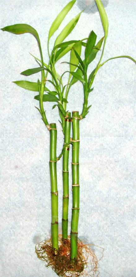 Lucky Bamboo 3 adet vazo hediye edilir   Ankara Ayval� Mahallesi �i�ek g�nderme sitemiz g�venlidir 