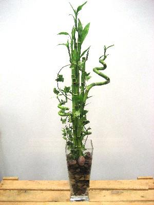 Lucky Bamboo sans melegi �i�egi  Ankara Ayval� Mahallesi �i�ek g�nderme sitemiz g�venlidir 