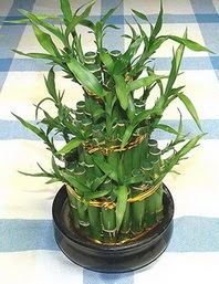 Lucky Bamboo sans melegi �i�egi  Ankara G��l�kaya Mahallesi kaliteli ucuz �i�ekler 