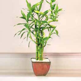 Lucky Bamboo sans melegi �i�egi  Ankara Bas�nevleri �i�ek�i telefonlar� 