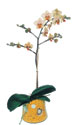  Ankara Aktepe �nternetten �i�ek sipari�i  Phalaenopsis Orkide ithal kalite